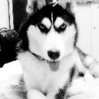 狗头像搞笑哈士奇