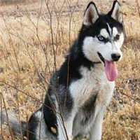 狗头像搞笑哈士奇