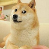 哈士奇开黑5黑狗头像