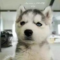 白底哈士奇图片头像图片 白底哈士奇图片头像图片