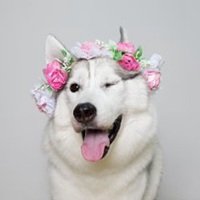 哈士奇柴犬狗狗头像