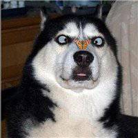 宠物狗头像哈士奇