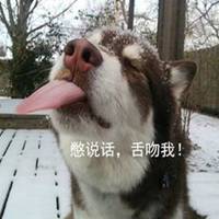 微信哈士奇狗头像高清