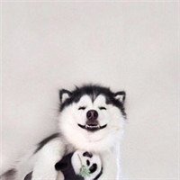 哈士奇柴犬狗狗头像