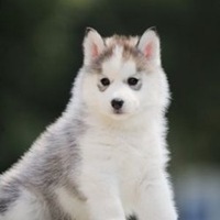 哈士奇狗头像霸气