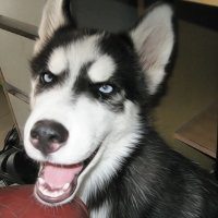 宠物狗头像哈士奇