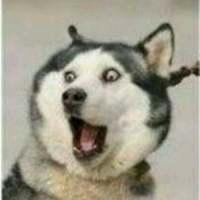 圣诞狗狗头像哈士奇