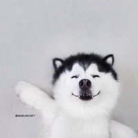 哈士奇狗狗头像可爱