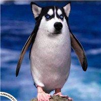 微信狗狗头像哈士奇