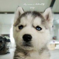 微信狗狗头像哈士奇