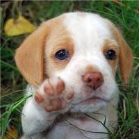 狗头像搞笑哈士奇