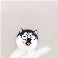 哈士奇柴犬狗狗头像