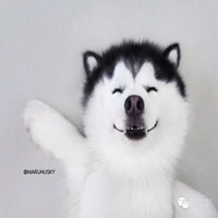 宠物狗头像哈士奇