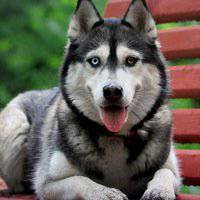 哈士奇狗头带人头像