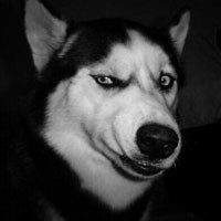 圣诞狗狗头像哈士奇