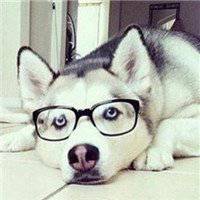 哈士奇狗头像照片