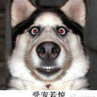 微信狗狗头像哈士奇