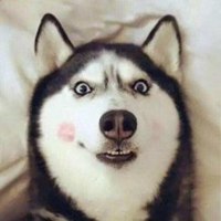 哈士奇成年狗头像