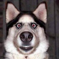 狗头像搞笑哈士奇