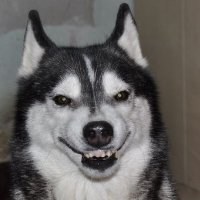 微信哈士奇狗头像高清