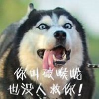 狗狗头像萌哈士奇