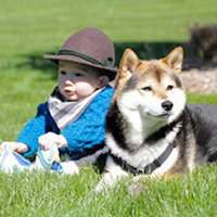 狗头像搞笑哈士奇