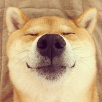 哈士奇咬花头像