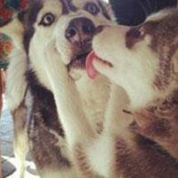 哈士奇成年狗头像