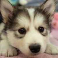 哈士奇狗头像高清大图