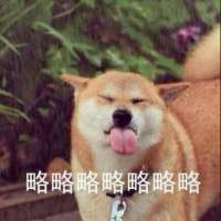 哈士奇狗头像霸气