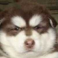 哈士奇狗头像高清大图