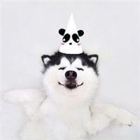 狗狗头像萌哈士奇