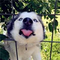 哈士奇狗头像高清大图