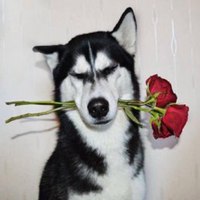 哈士奇狗头像高清大图