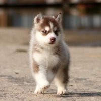 哈士奇柴犬狗狗头像