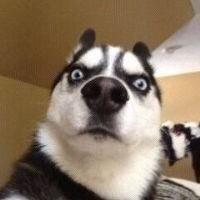 哈士奇狗头像蓝色