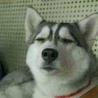 微信哈士奇狗头像高清