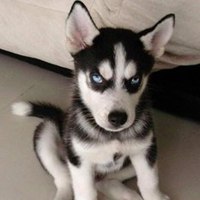 哈士奇狗头像照片