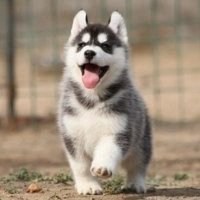 哈士奇狗头像高清