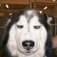 哈士奇狗头像霸气