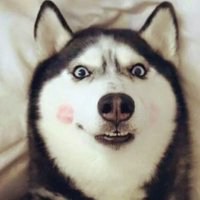 微信哈士奇狗头像高清