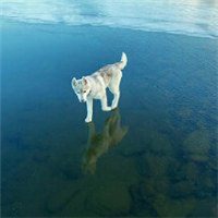 抱哈士奇男人头像