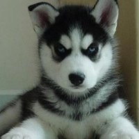 圣诞狗狗头像哈士奇