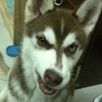 哈士奇情侣狗狗头像