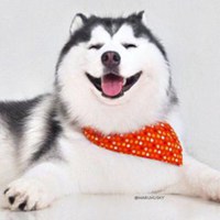 哈士奇柴犬狗狗头像