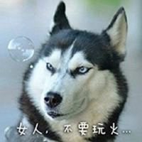 哈士奇狗头像高清