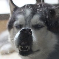 哈士奇狗头像照片