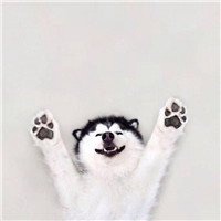 哈士奇狗狗头像