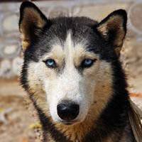 哈士奇狗狗头像可爱