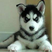 圣诞狗狗头像哈士奇